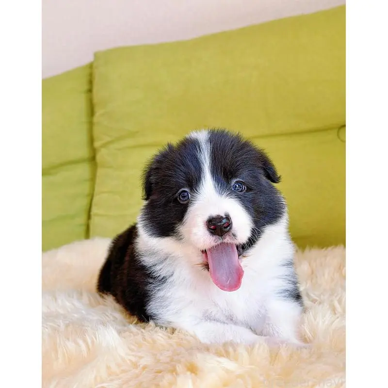 販売中の岐阜県のボーダーコリー-453680の11枚目