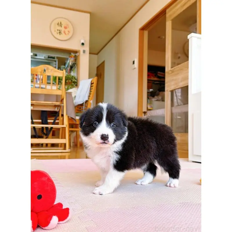 販売中の岐阜県のボーダーコリー-453680の10枚目