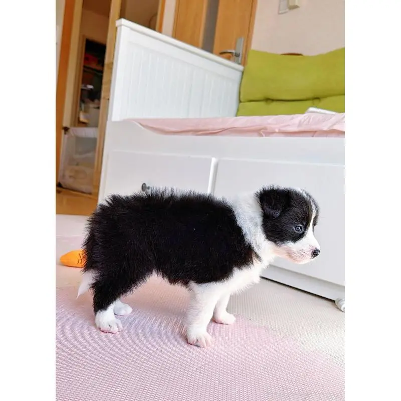 販売中の岐阜県のボーダーコリー-453680の9枚目