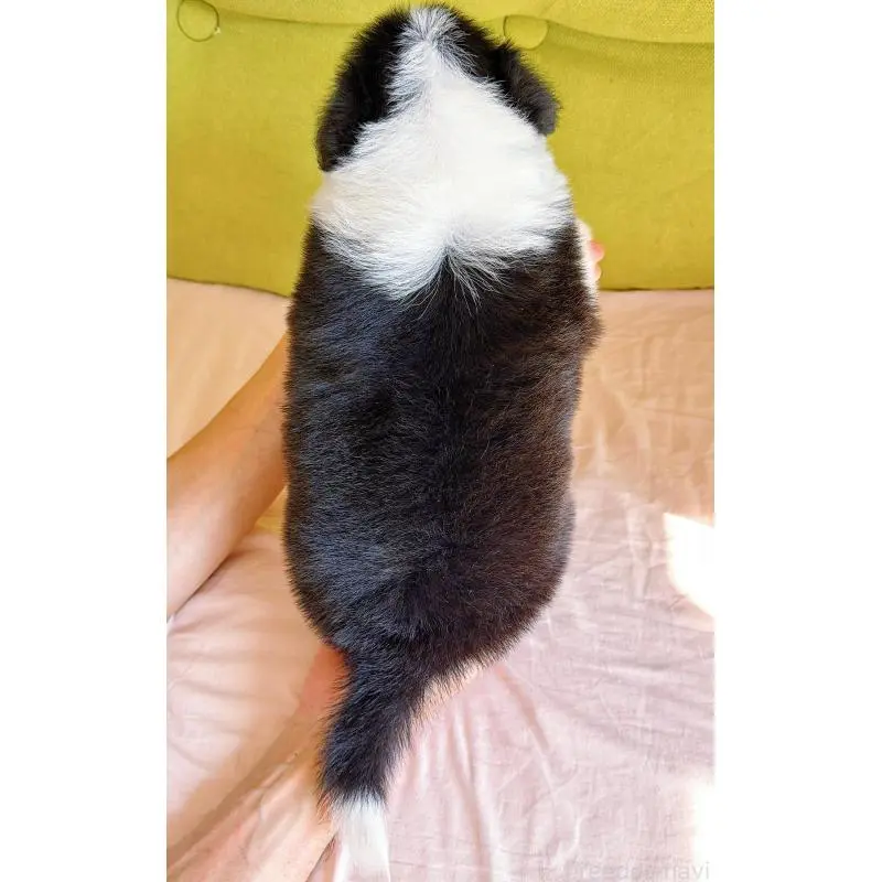 販売中の岐阜県のボーダーコリー-453680の8枚目