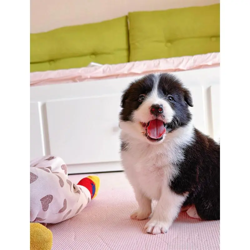 販売中の岐阜県のボーダーコリー-453680の7枚目