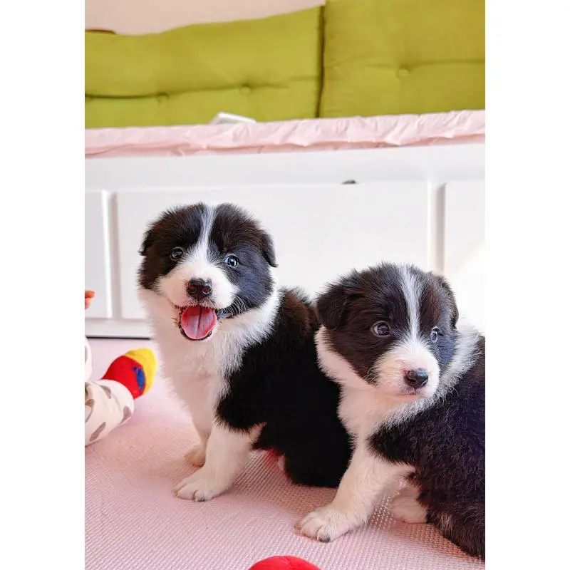 販売中の岐阜県のボーダーコリー-453680の5枚目