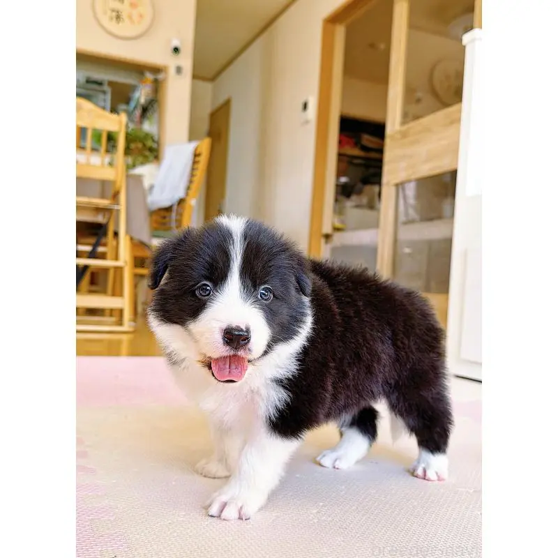 販売中の岐阜県のボーダーコリー-453680の4枚目