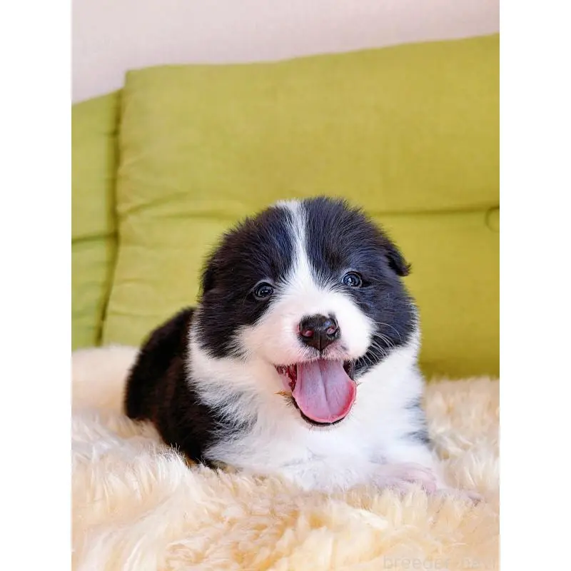 販売中の岐阜県のボーダーコリー-453680の3枚目