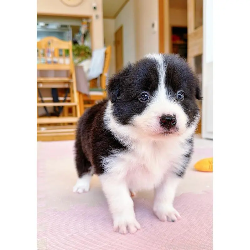 販売中の岐阜県のボーダーコリー-453680の2枚目