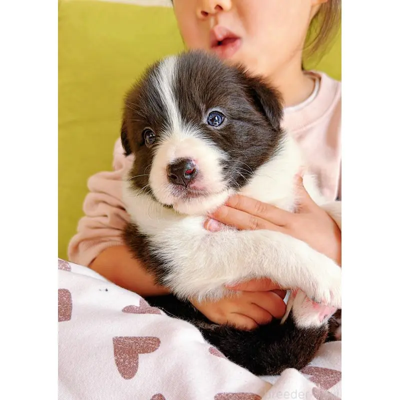 販売中の岐阜県のボーダーコリー-453681の15枚目