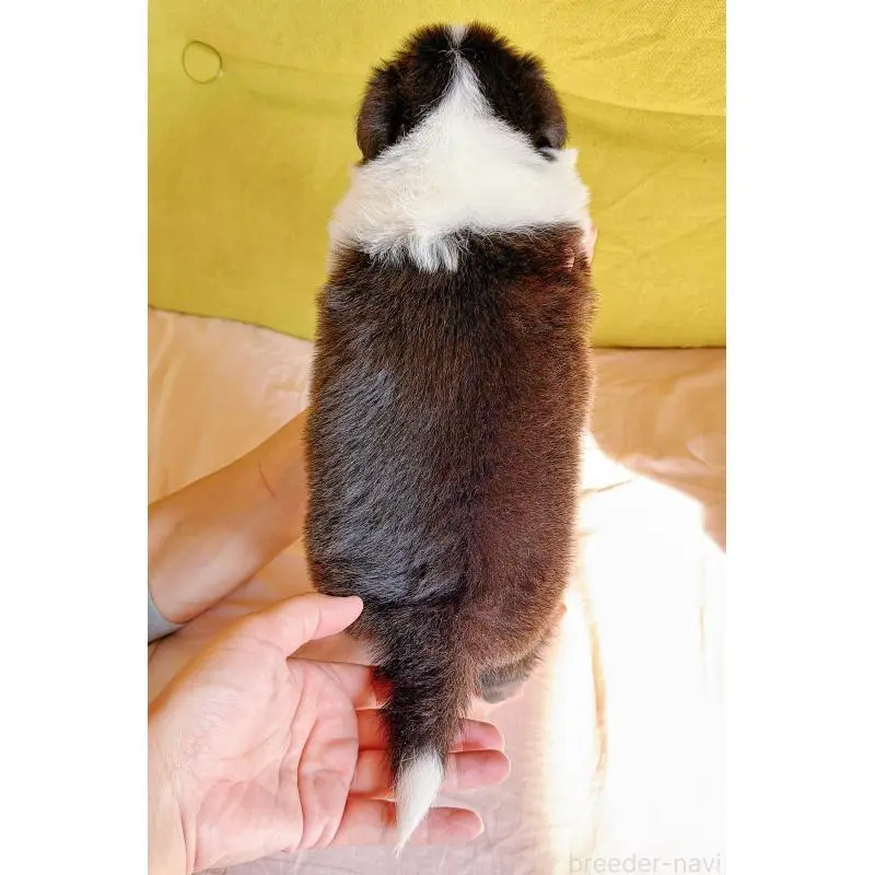 販売中の岐阜県のボーダーコリー-453681の14枚目