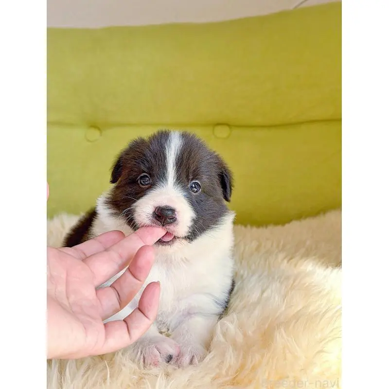 販売中の岐阜県のボーダーコリー-453681の13枚目