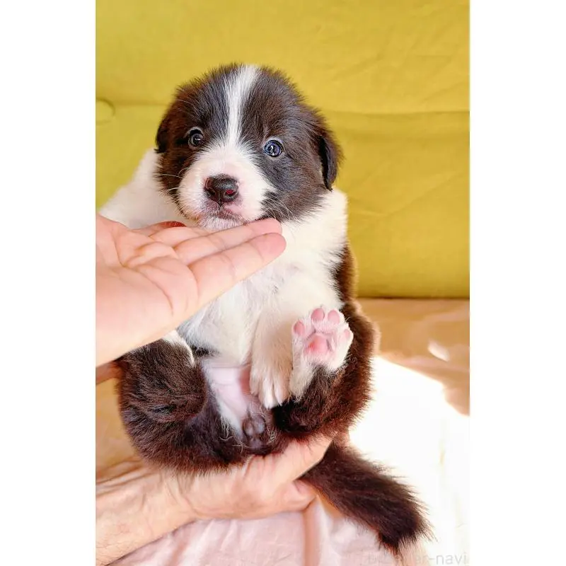 販売中の岐阜県のボーダーコリー-453681の12枚目