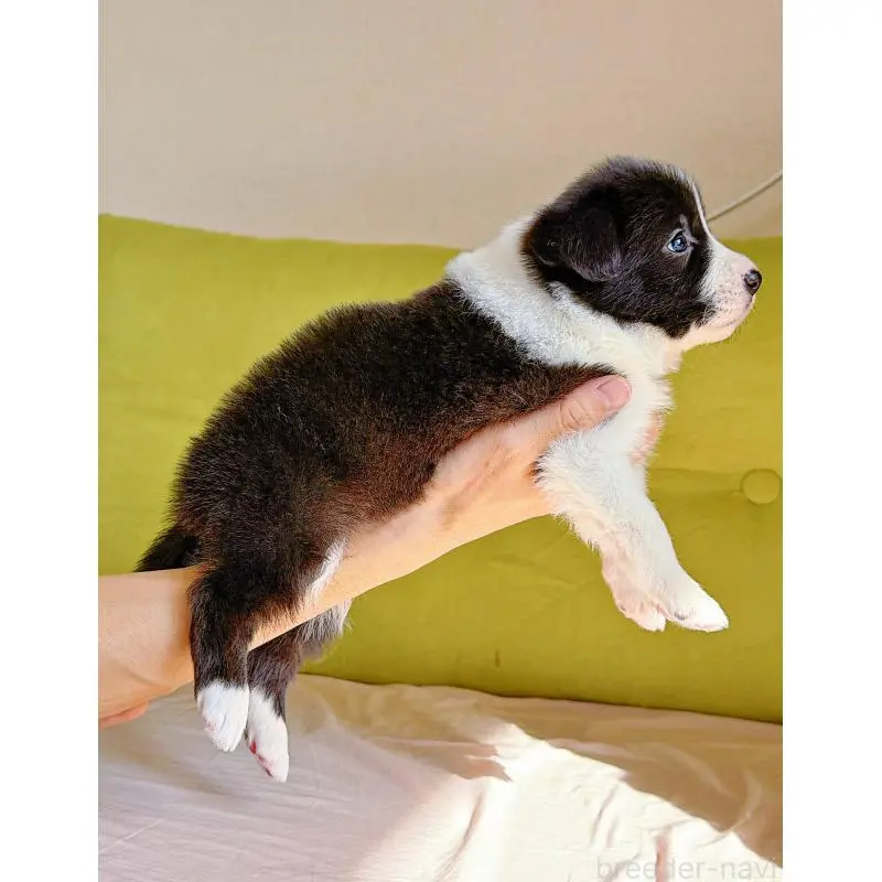 販売中の岐阜県のボーダーコリー-453681の11枚目