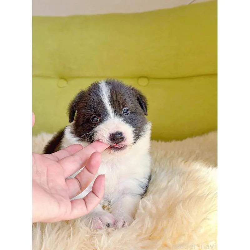 販売中の岐阜県のボーダーコリー-453681の10枚目