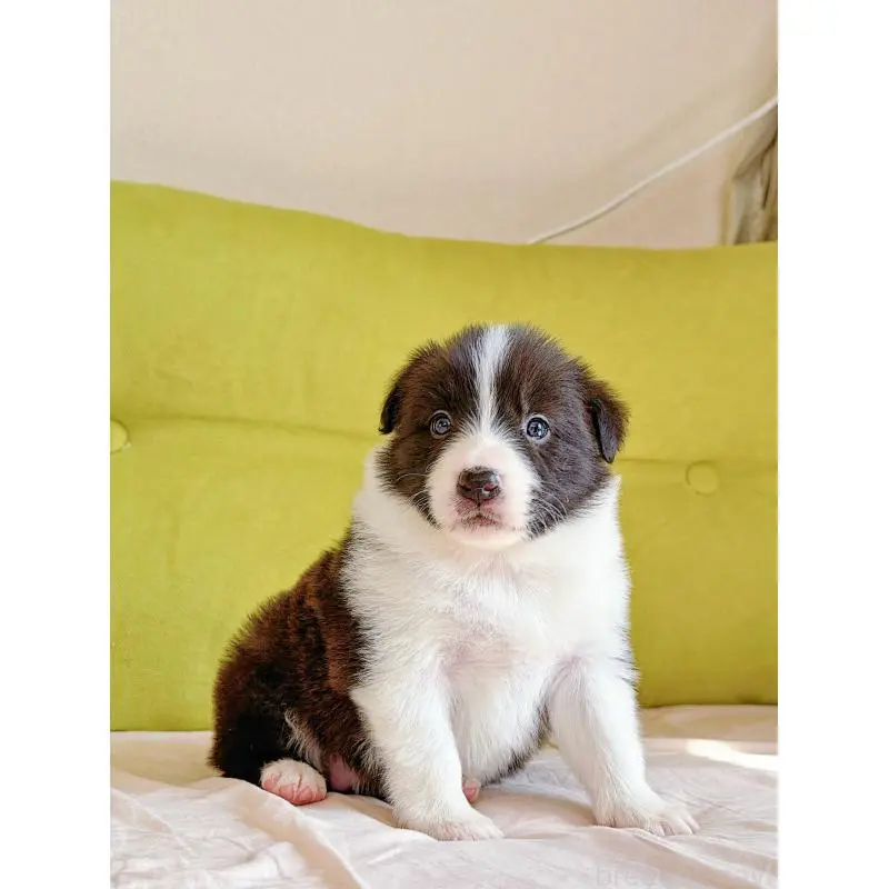 販売中の岐阜県のボーダーコリー-453681の9枚目