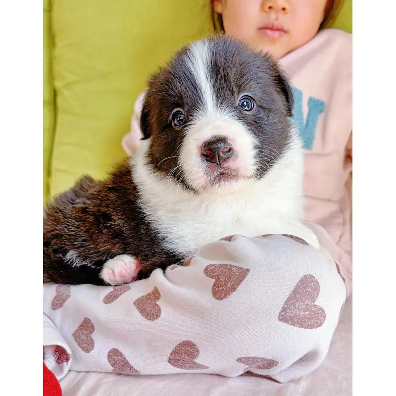 販売中の岐阜県のボーダーコリー-453681の8枚目