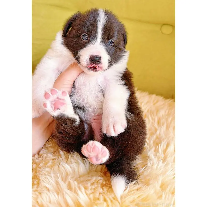 販売中の岐阜県のボーダーコリー-453681の7枚目