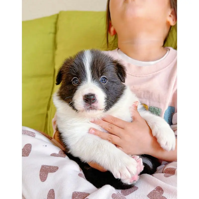 販売中の岐阜県のボーダーコリー-453681の6枚目