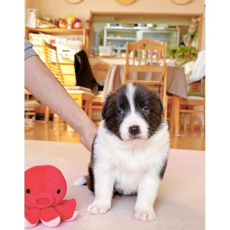 販売中の岐阜県のボーダーコリー-453681の5枚目