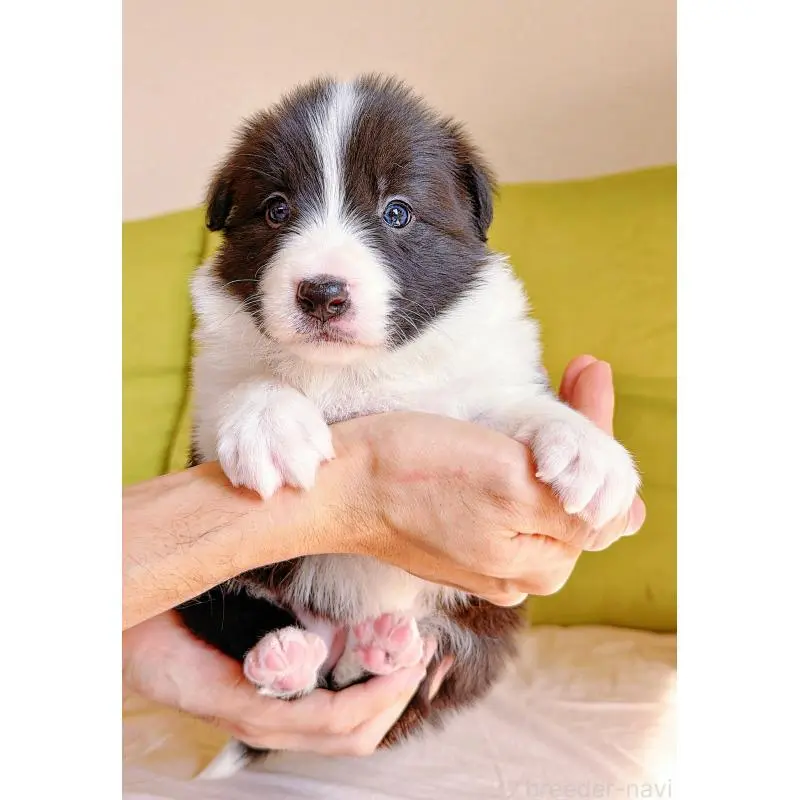 販売中の岐阜県のボーダーコリー-453681の4枚目