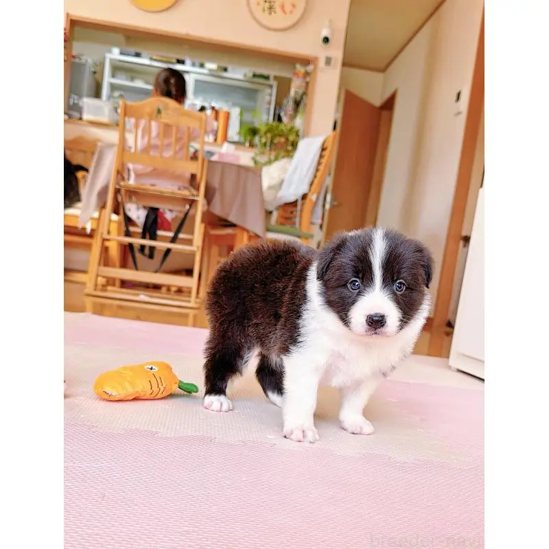 販売中の岐阜県のボーダーコリー-453681の3枚目