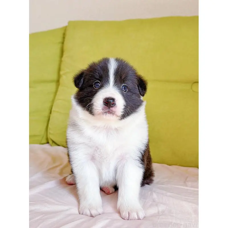 販売中の岐阜県のボーダーコリー-453681の2枚目