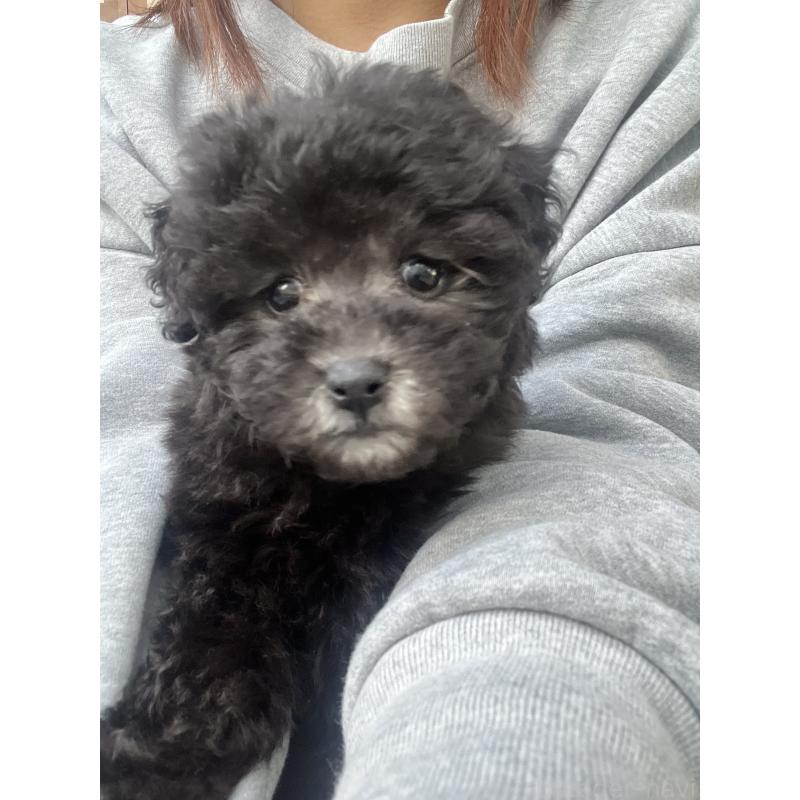 販売中の沖縄県のトイプードル-448568