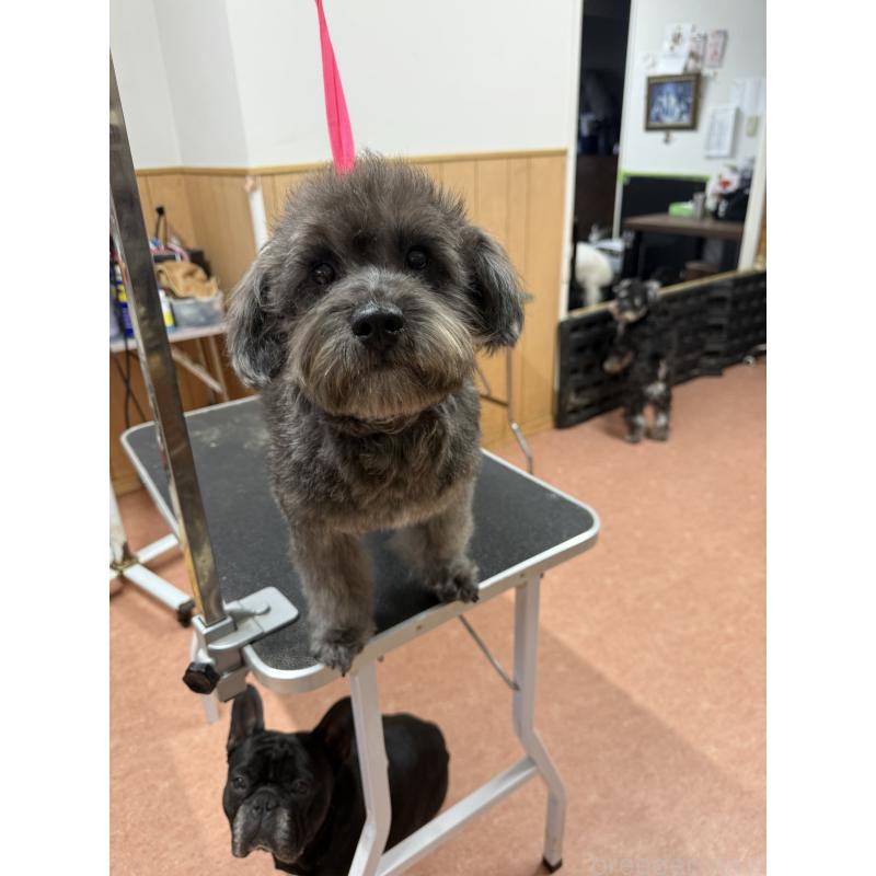 販売中の栃木県のミックス犬-435731の10枚目