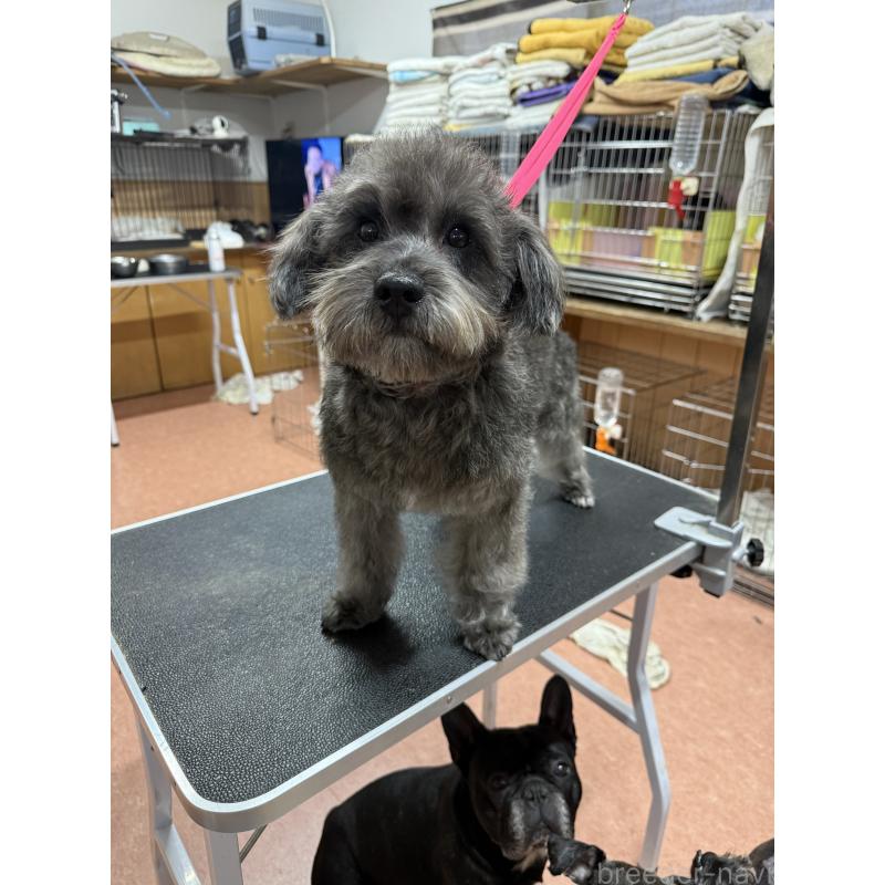 販売中の栃木県のミックス犬-435731の9枚目