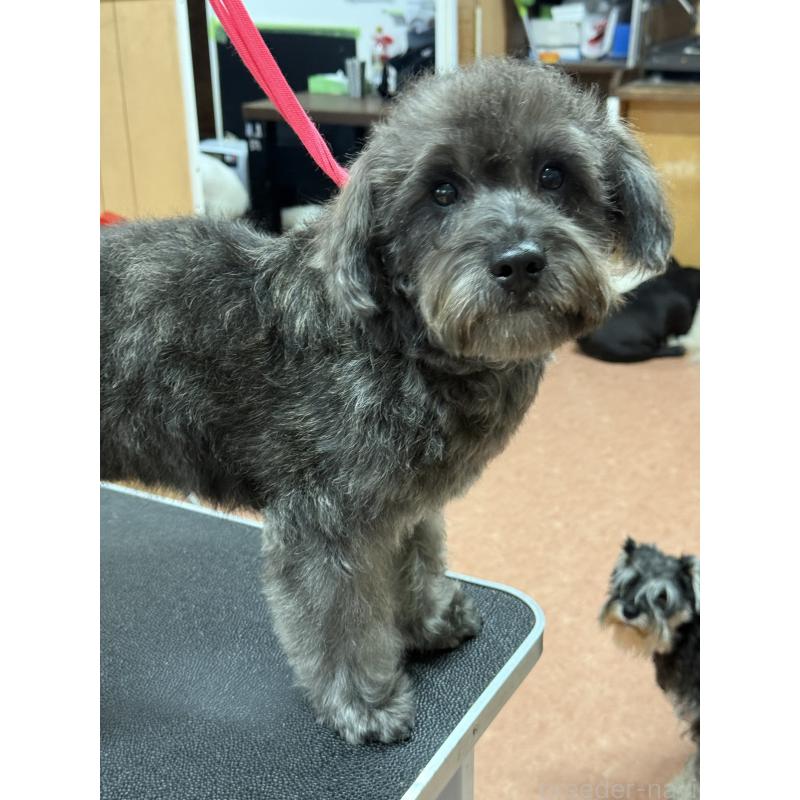 販売中の栃木県のミックス犬-435731の8枚目