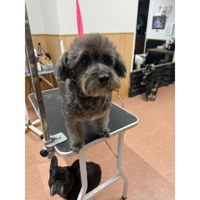 販売中の栃木県のミックス犬-435731の7枚目