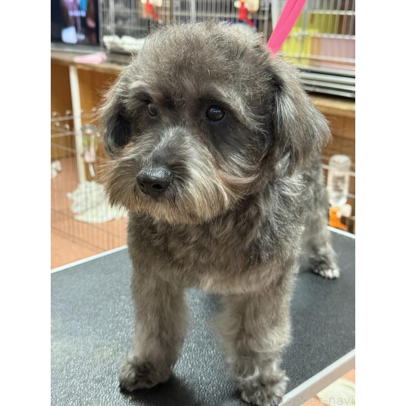 販売中の栃木県のミックス犬-435731の6枚目