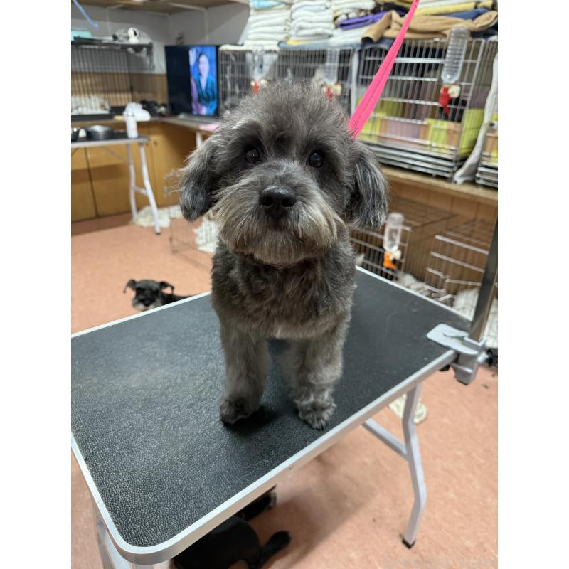 販売中の栃木県のミックス犬-435731の5枚目