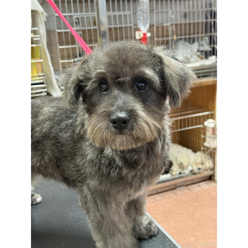 販売中の栃木県のミックス犬-435731の4枚目