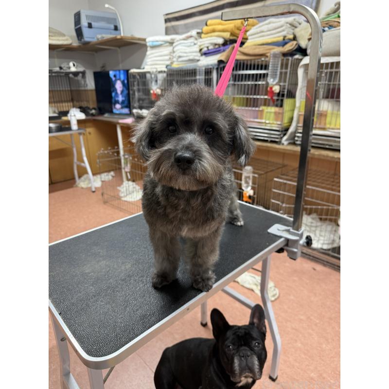 販売中の栃木県のミックス犬-435731の3枚目