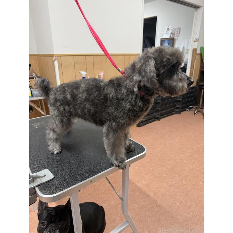 販売中の栃木県のミックス犬-435731の2枚目