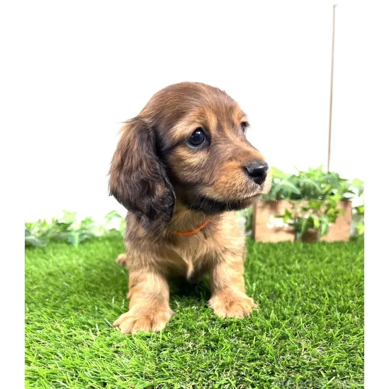 販売中の埼玉県のミニチュアダックスフンド(ロングヘアード)-453679の17枚目