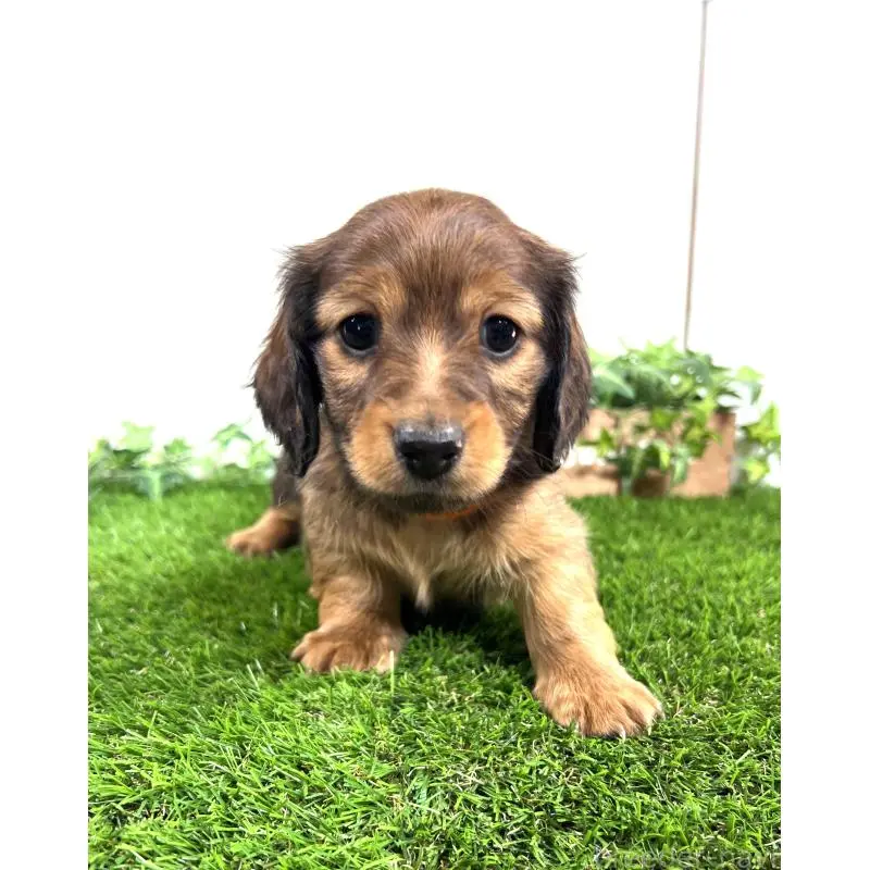 販売中の埼玉県のミニチュアダックスフンド(ロングヘアード)-453679の16枚目