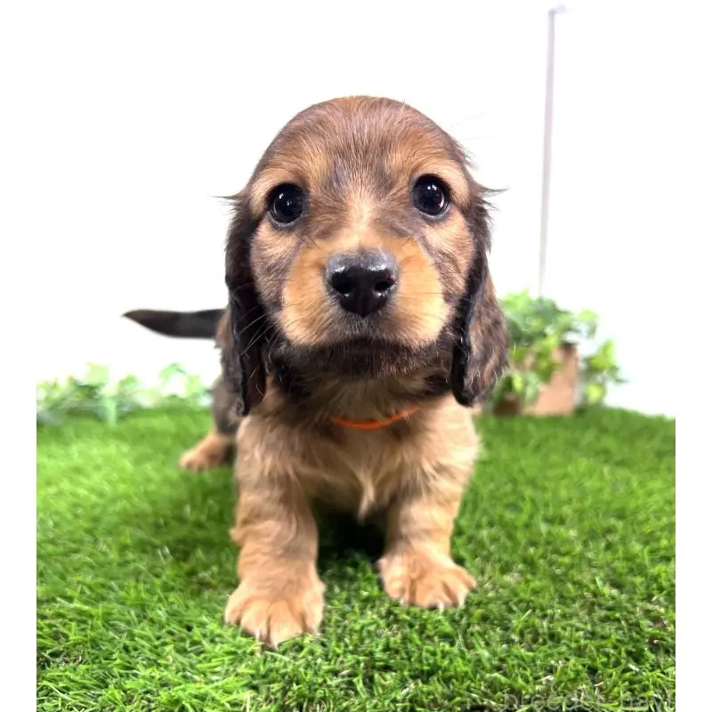 販売中の埼玉県のミニチュアダックスフンド(ロングヘアード)-453679の15枚目