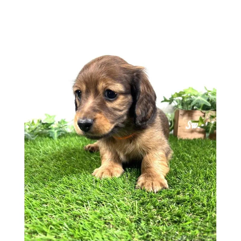 販売中の埼玉県のミニチュアダックスフンド(ロングヘアード)-453679の13枚目