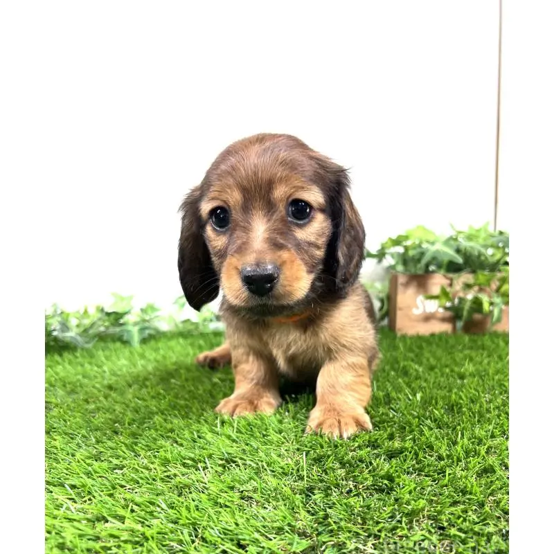 販売中の埼玉県のミニチュアダックスフンド(ロングヘアード)-453679の12枚目