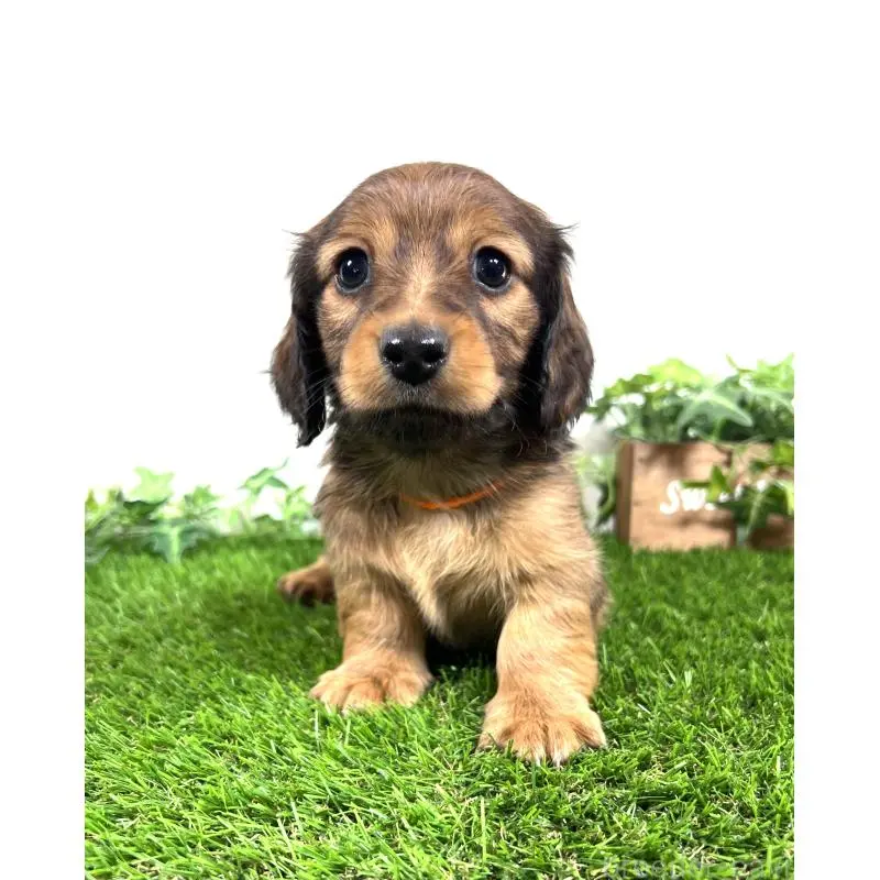 販売中の埼玉県のミニチュアダックスフンド(ロングヘアード)-453679の11枚目