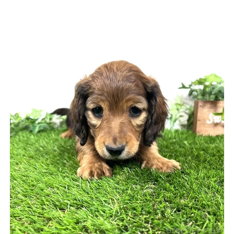 販売中の埼玉県のミニチュアダックスフンド(ロングヘアード)-453679の10枚目