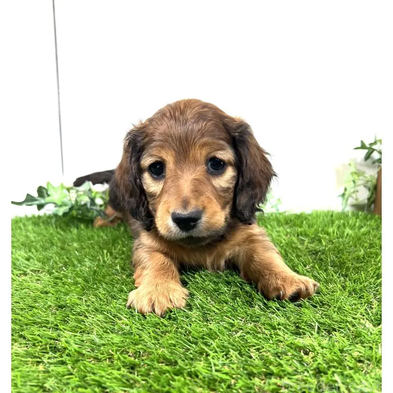 販売中の埼玉県のミニチュアダックスフンド(ロングヘアード)-453679の9枚目