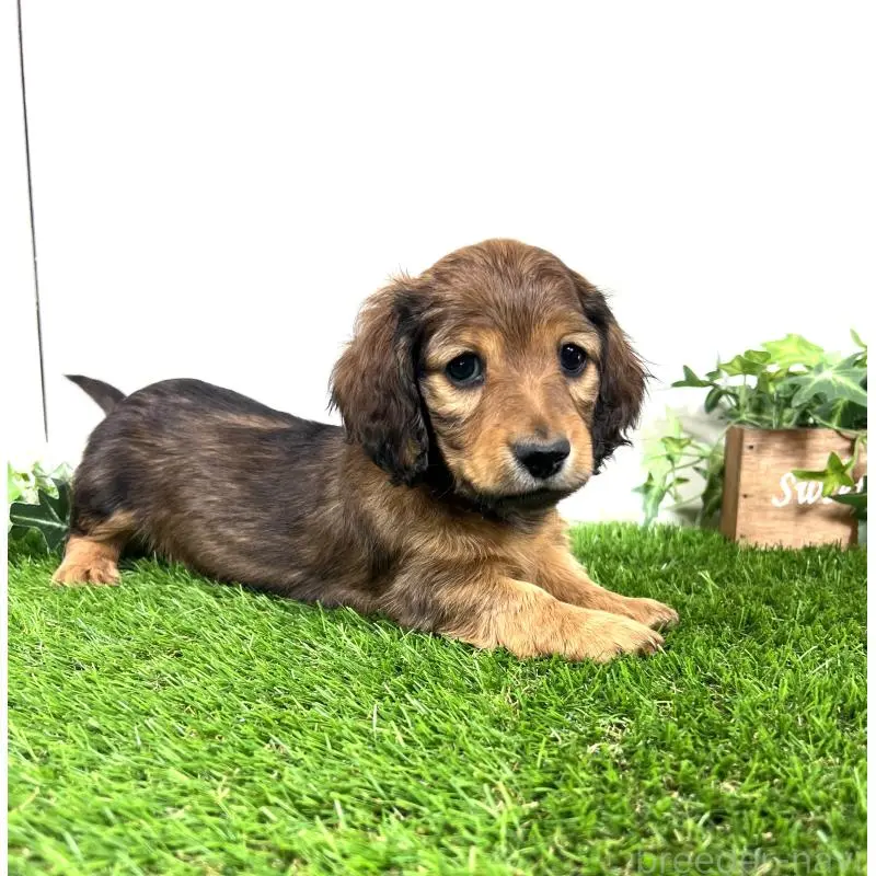 販売中の埼玉県のミニチュアダックスフンド(ロングヘアード)-453679の8枚目