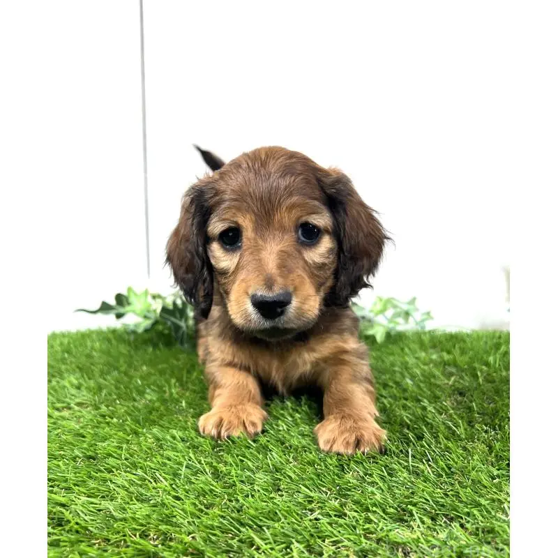 販売中の埼玉県のミニチュアダックスフンド(ロングヘアード)-453679の7枚目