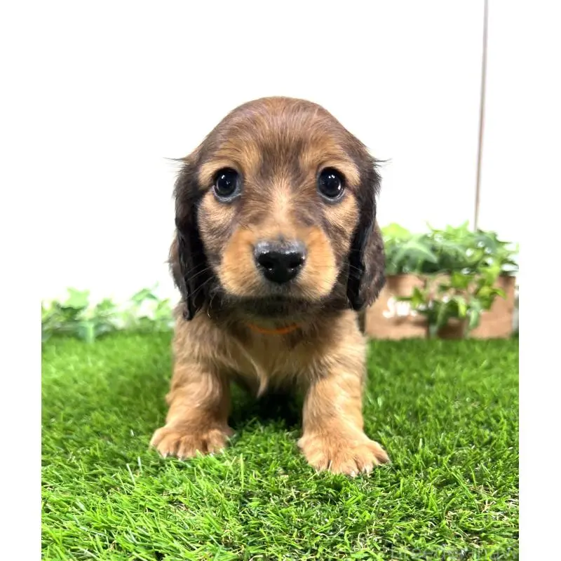 販売中の埼玉県のミニチュアダックスフンド(ロングヘアード)-453679の6枚目