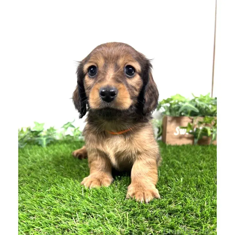 販売中の埼玉県のミニチュアダックスフンド(ロングヘアード)-453679の5枚目