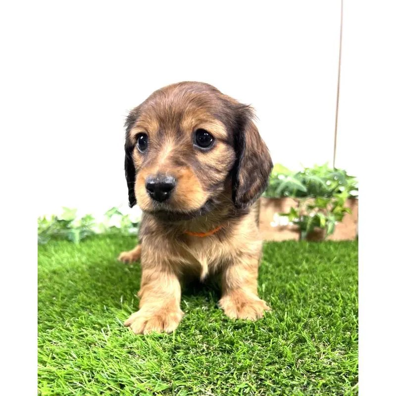 販売中の埼玉県のミニチュアダックスフンド(ロングヘアード)-453679の2枚目