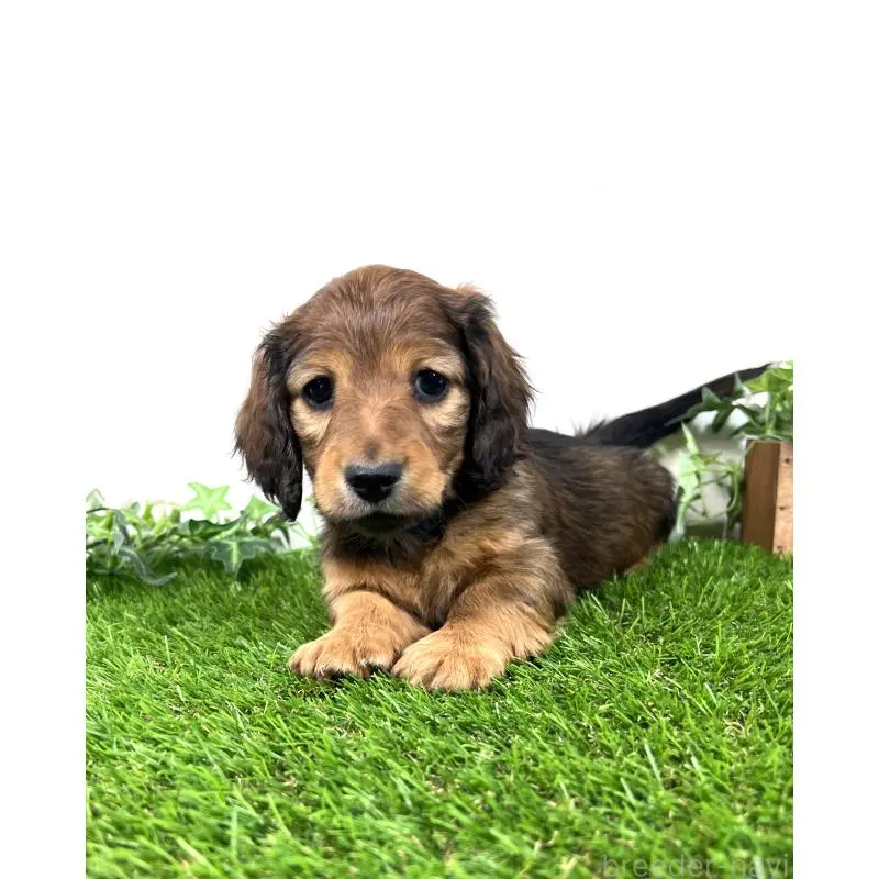 販売中の埼玉県のミニチュアダックスフンド(ロングヘアード)-453682の14枚目