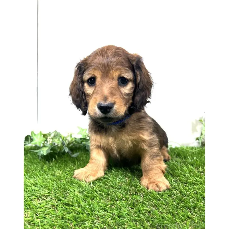 販売中の埼玉県のミニチュアダックスフンド(ロングヘアード)-453682の13枚目