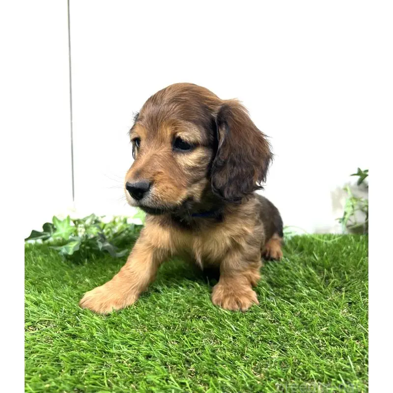 販売中の埼玉県のミニチュアダックスフンド(ロングヘアード)-453682の12枚目