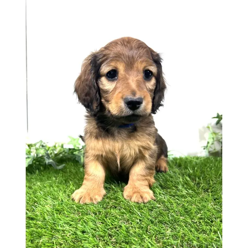 販売中の埼玉県のミニチュアダックスフンド(ロングヘアード)-453682の10枚目